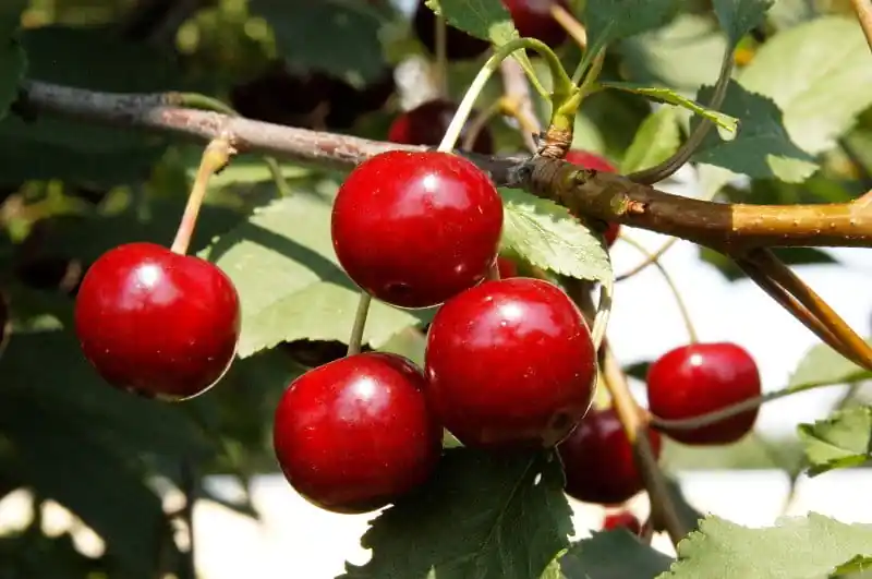 Letzte Chance Sauerkirsche 'Morellenfeuer' • Prunus cerasus 'Morellenfeuer'