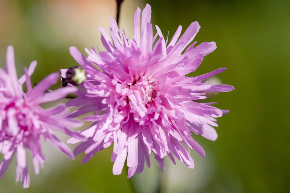 Kuckucks-Lichtnelke • Lychnis flos-cuculi Neuheit