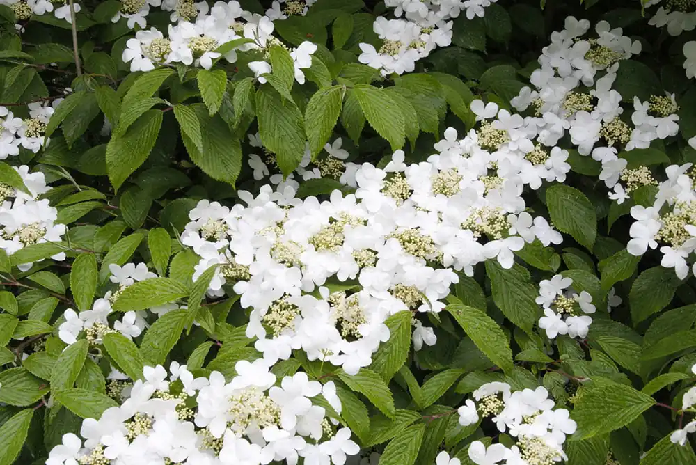 Japanische Schneeball 'Summer Snowflake' • Viburnum plicatum 'Summer Snowflake' Meistverkauft