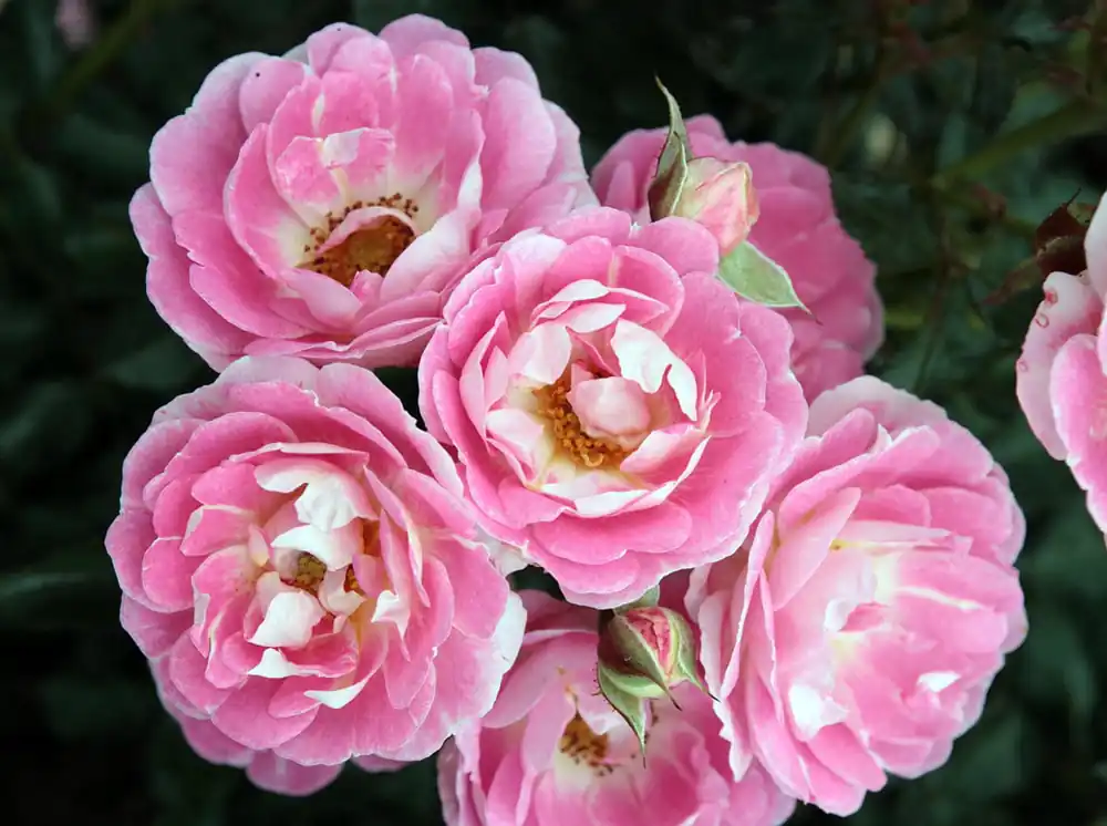 Zwergrose 'Flirt 2011' • Rosa 'Flirt 2011' Sonderaktion