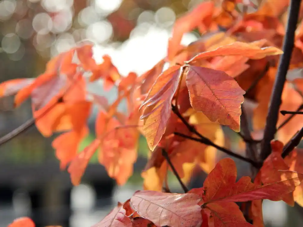 Zimtahorn • Acer griseum Jetzt Bestellen