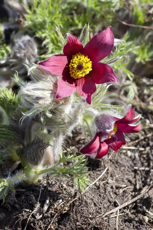 Rotblühende Kuhschelle 'Rubra' • Pulsatilla vulgaris 'Rubra' Meistverkauft