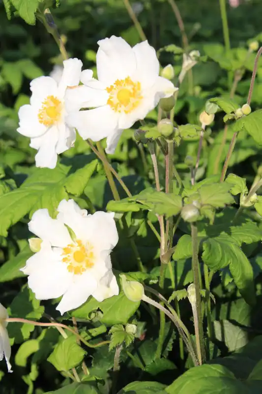 Preisreduziert Herbst-Anemone 'Andrea Atkins' • Anemone Japonica 'Andrea Atkinson'