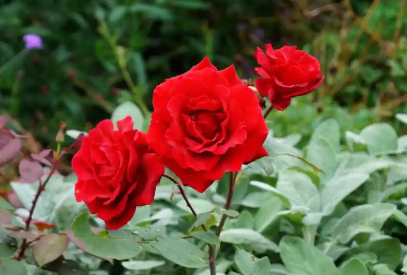 Schnäppchen Edelrose 'Erotika' • Rosa 'Erotika'