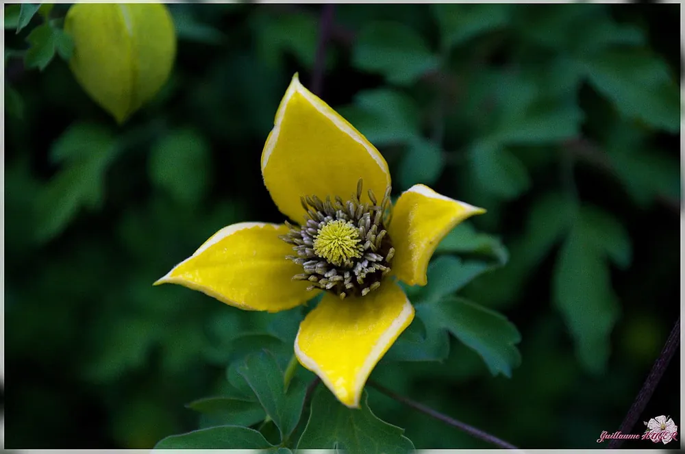 Versand Am Gleichen Tag Waldrebe 'Golden Tiara' • Clematis 'Golden Tiara'