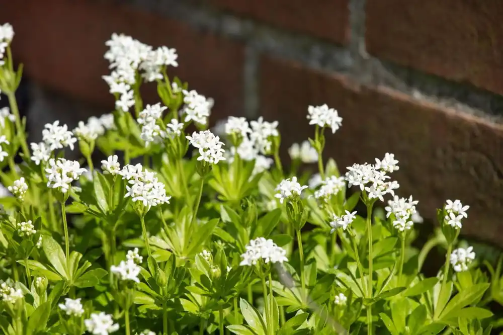 Waldmeister • Galium odoratum Ausverkauf
