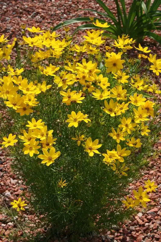 Quirlblättriges Mädchenauge 'Zagreb' • Coreopsis verticillata 'Zagreb' Beliebt