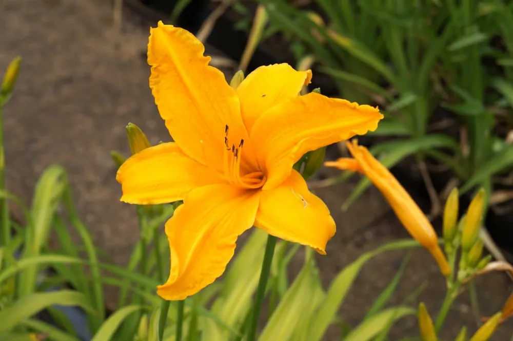 Zertifiziert Taglilie 'Burning Daylight' • Hemerocallis x cult. 'Burning Daylight'