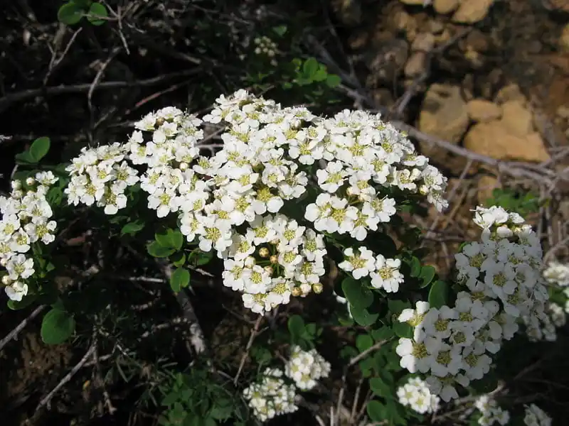 Bestseller Japanische Strauchspiere • Spiraea nipponica