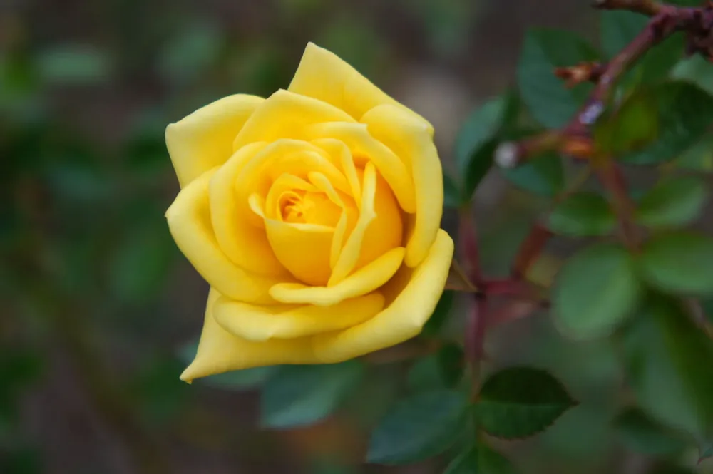 Wochenendangebot Zwergrose 'Goldjuwel' • Rosa 'Goldjuwel'