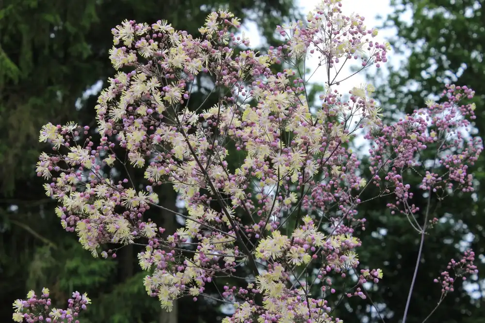Wiesenraute 'Elin' • Thalictrum rochebrunianum 'Elin' Sonderaktion